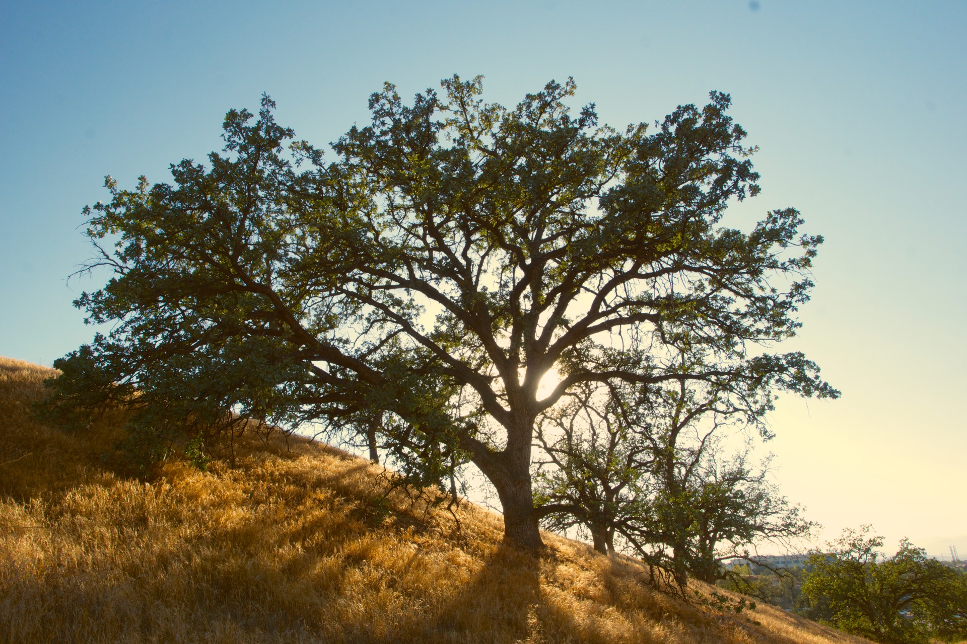 Hilltop oak tree